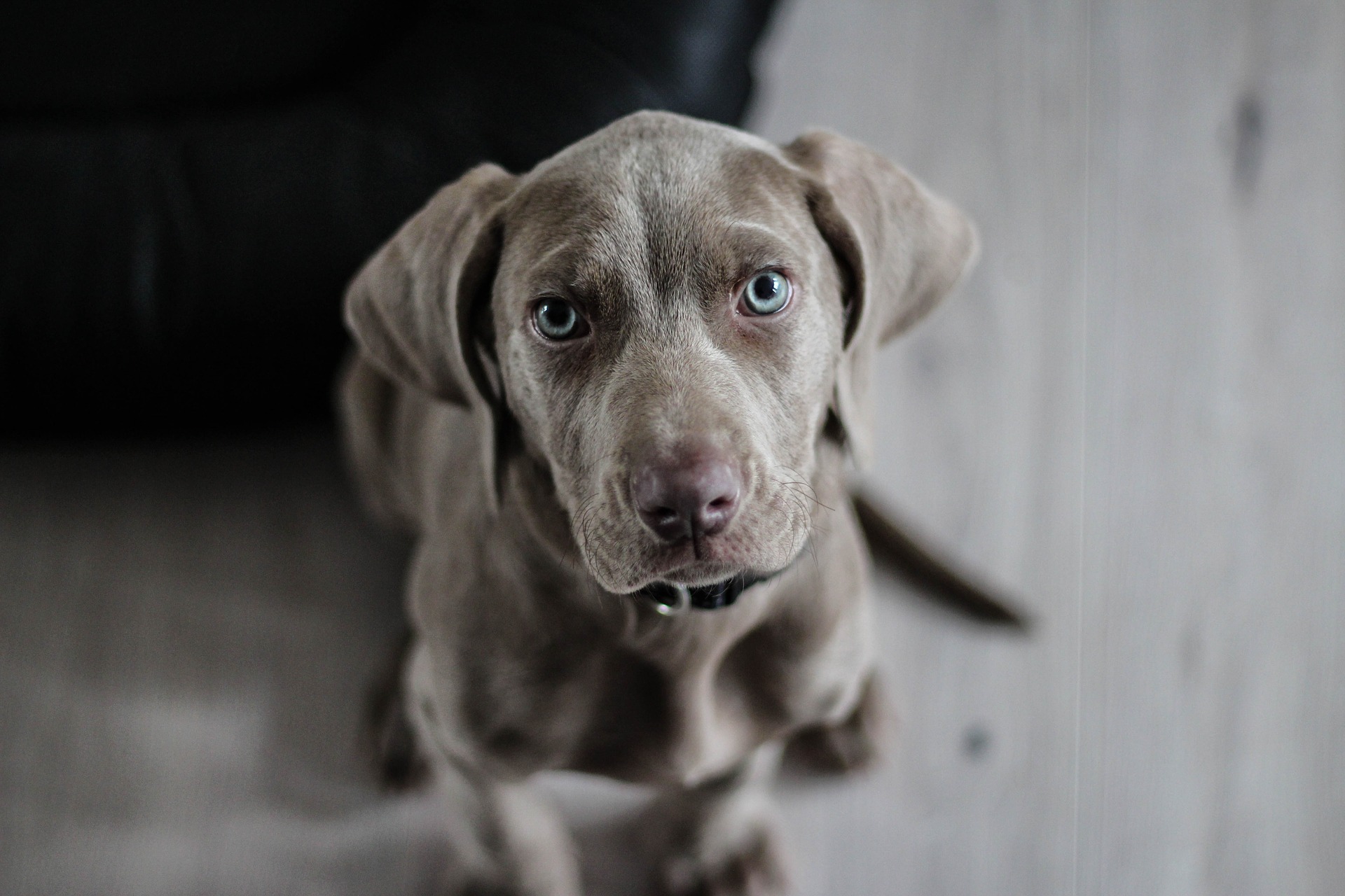 weimaraner-1381186_1920