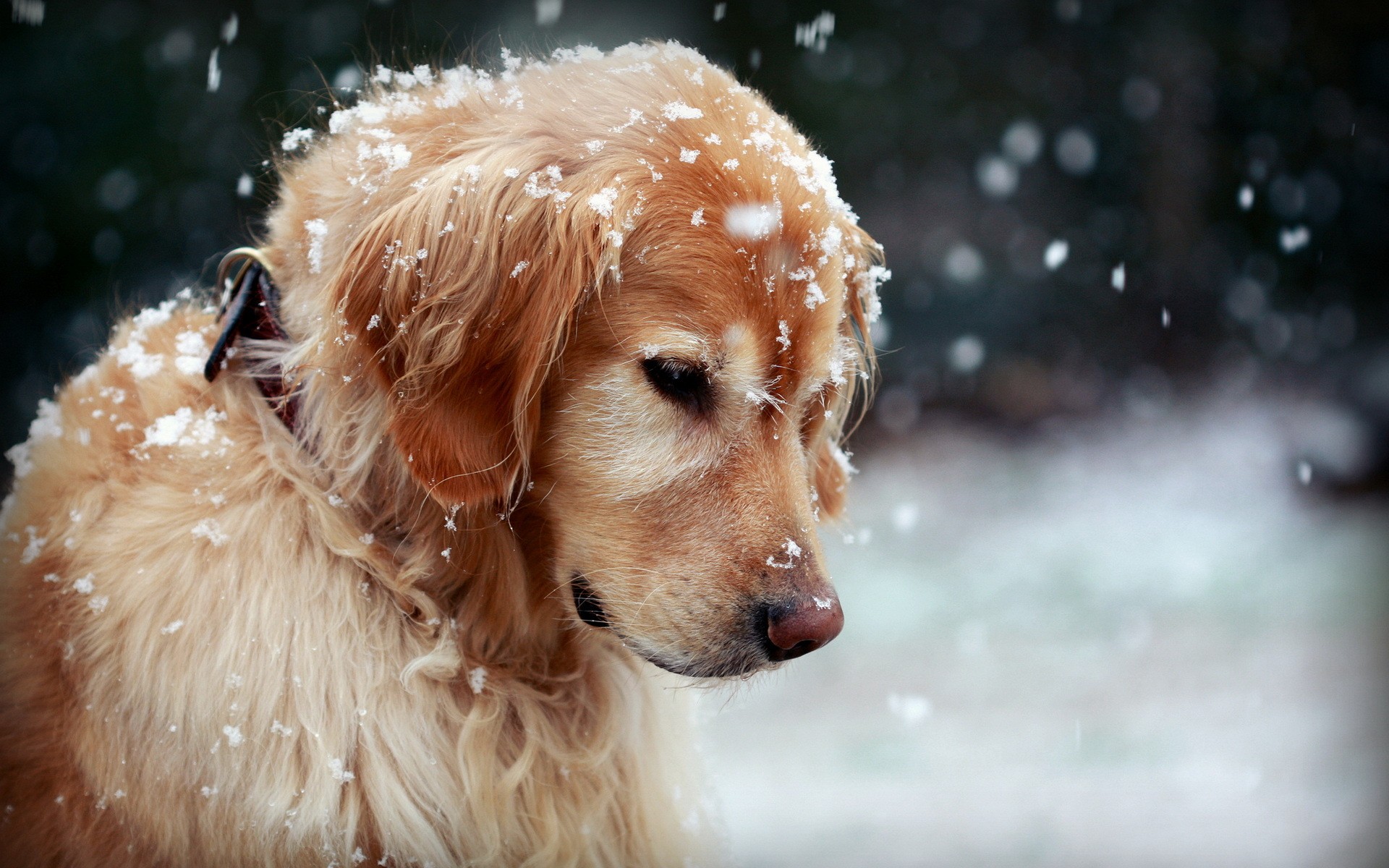 57091_dog_dog_in_the_snow